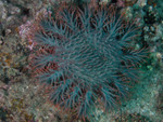 Crown of thorns