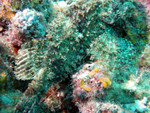 Scorpionfish