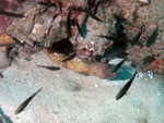 Moray Eel