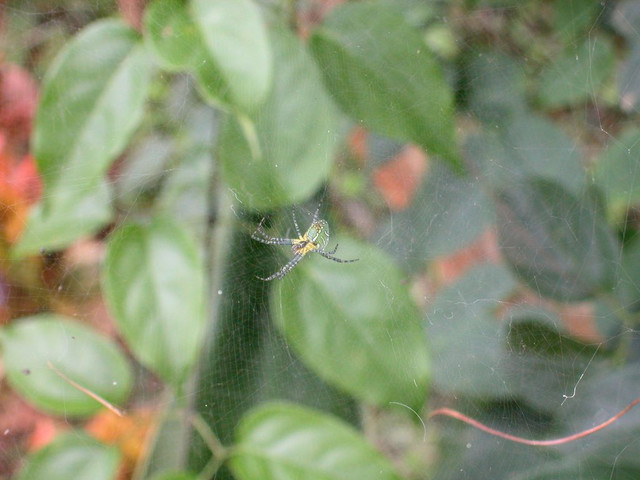 Spider