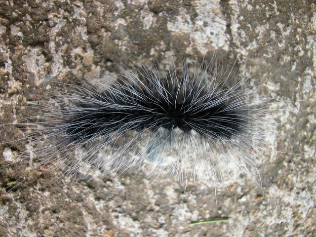 Larva