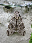 Moth
