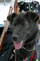 DogsAtAttention.jpg